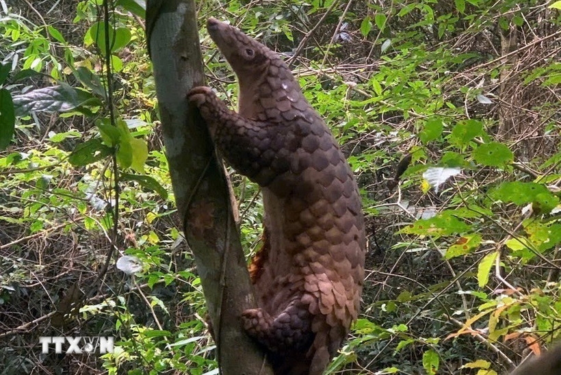 Quang Ngai releases rare pangolin back into nature